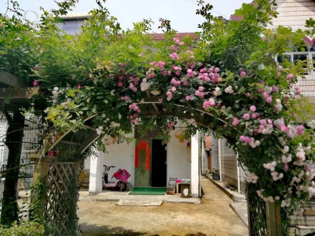 南三村彭亚英家庭,设计建造了一个小花园,让门前瞬间整洁美观,全家