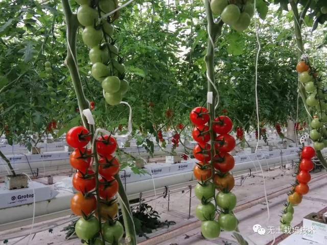 无土栽培实验：探索现代农业的新篇章