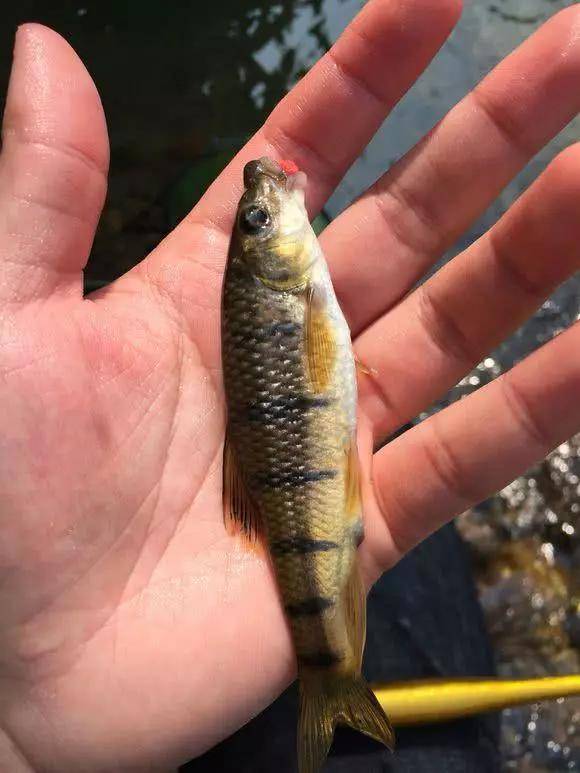 老家山沟里这些溪鱼稀奇古怪没几个人认得全却非常好吃