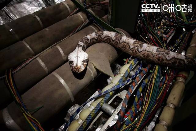 《航班蛇患》:"神盾局长"塞缪尔·杰克逊化身联邦探员,与蟒蛇展开了一