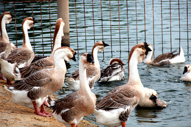 "世界鹅王",就在广东!