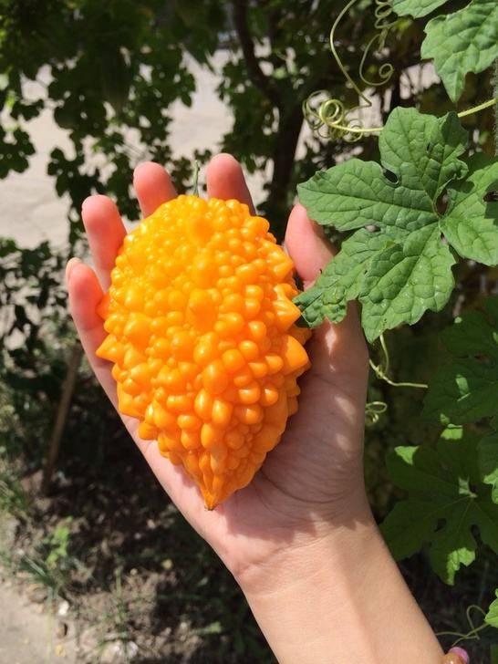 由于外皮成熟之后,红红艳艳,也被叫做红娘果,红娘子,植株,叶片,包括