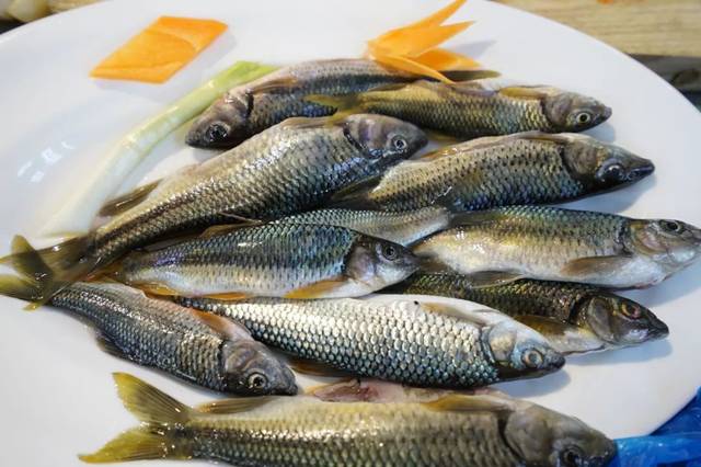 淡水鱼种类多达近百种,当地人习惯于将瓯江水域里野生鱼统称为"溪鱼"