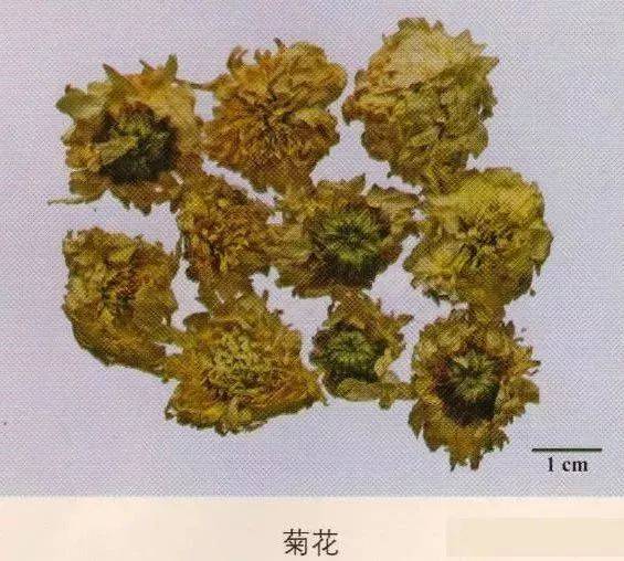 開放者花冠筒狀,先端二唇形. 款冬花:菊科,花蕾入藥 特徵:呈長圓棒狀.