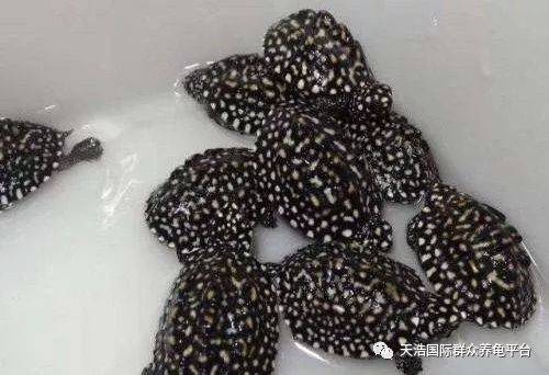 梅花鹿养殖业的发展现状与未来趋势