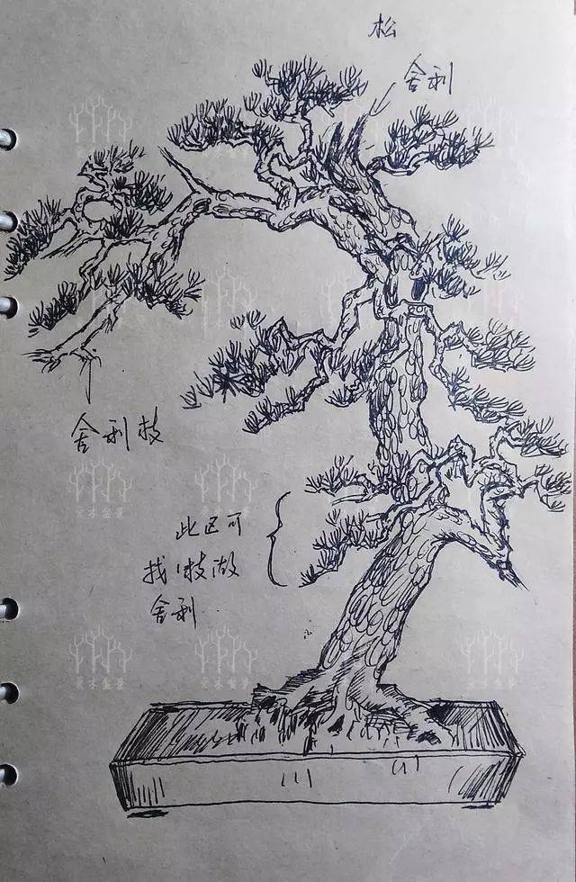 盆景设计i 松树造型设计,桩材培养过程中逼芽缩枝很关键