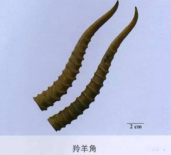 羚羊角