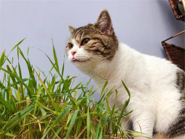 猫咪应激反应可诱发传腹,铲屎官带小猫回家需