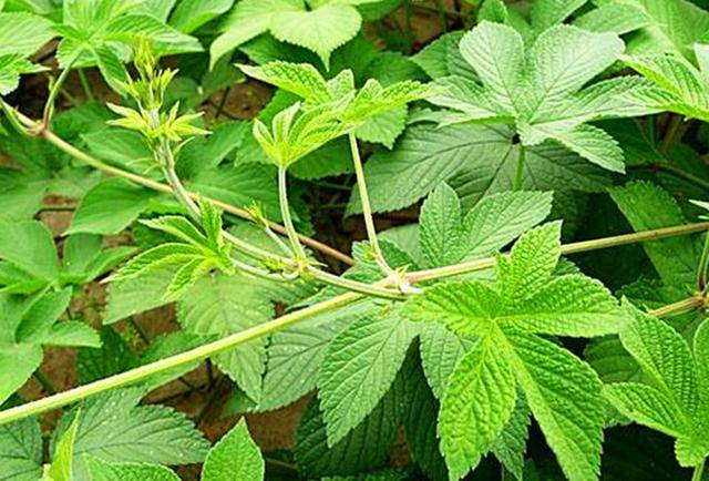 "葎草"在有些地方也有人叫它们蛇割藤,割人藤,拉拉秧,拉拉藤,五爪龙