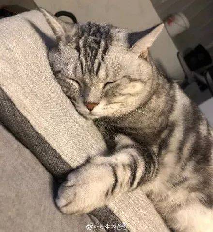 猫猫颓废大赛,颓出了成年人的沮与丧