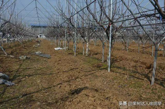 梨树y形冬季状态,还没有修剪y形春季开花状态,山东果树研究所天平湖