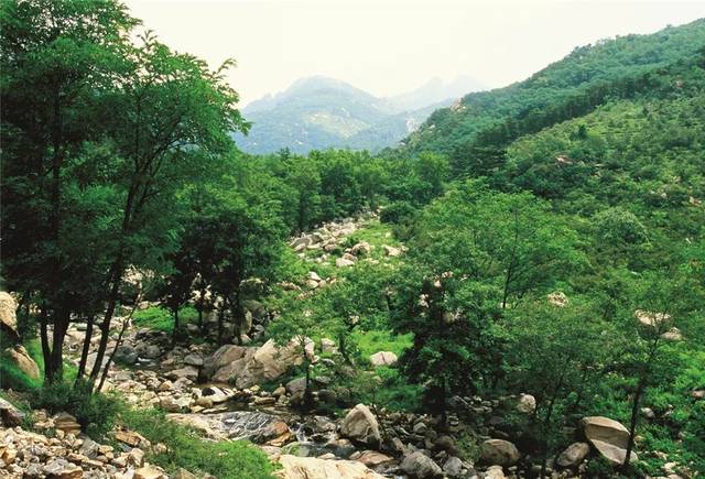 1995森林泰山图片