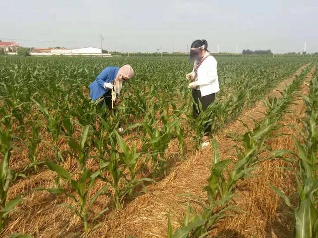 这篇送给邱县种玉米的农民朋友