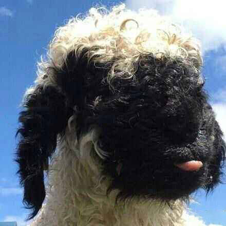 小羊肖恩瓦莱黑鼻羊瑞士瓦莱地区黑色 平台声明