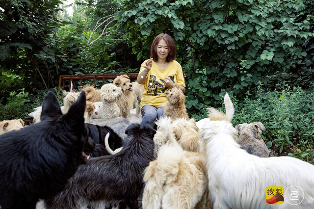 原创50岁的养狗女人:北京cbd养狗,花30万克隆狗,为狗花光百万积蓄