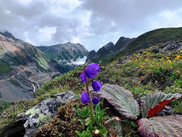 在迪庆高原的高山流石滩 遇见华美靓丽的塔黄_搜狐网