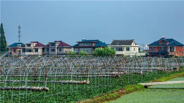 第二届镇江市最美乡村申报村风采展示——扬中市八桥镇永胜村_手机