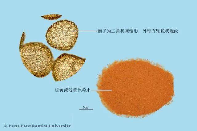 海金沙颜色图片