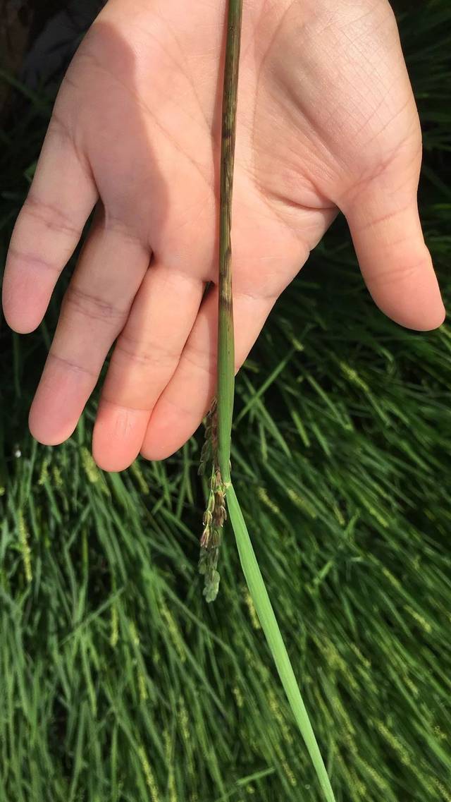 水稻鞘腐病防治!