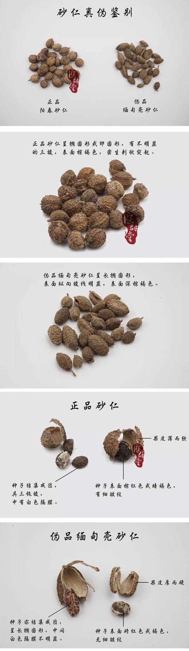 真假砂仁图片