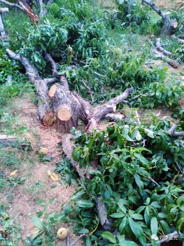 心痛池上桃子不值钱桃树遭砍伐