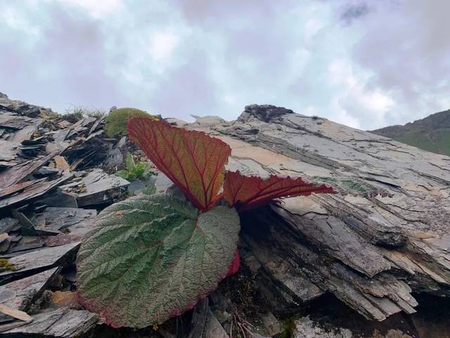 在迪庆高原的高山流石滩 遇见华美靓丽的塔黄_搜狐网