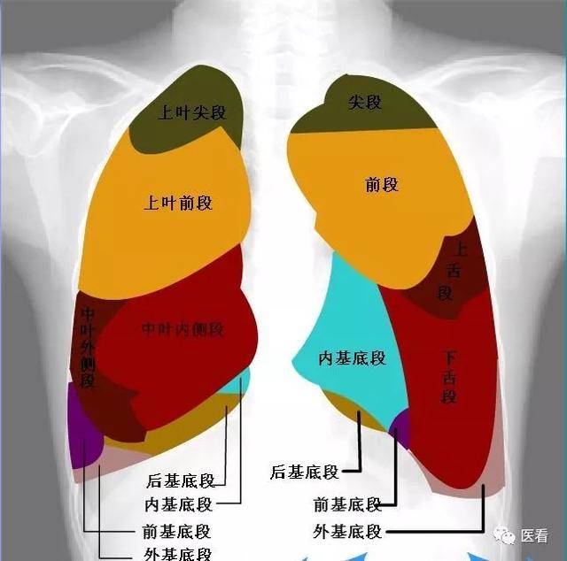 双肺门位置图图片