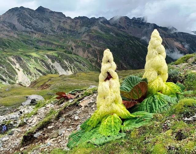 在迪庆高原的高山流石滩 遇见华美靓丽的塔黄_搜狐网