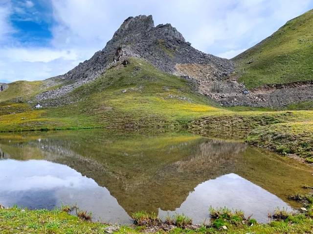 在迪庆高原的高山流石滩 遇见华美靓丽的塔黄_搜狐网