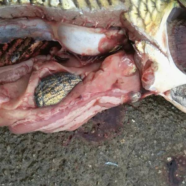 近期走访市场发现草鱼大肚子病非常严重,分析原因及推荐解决方案