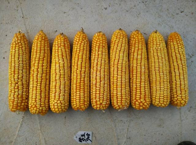 爱种优选丰乐种业玉米种子梦玉908