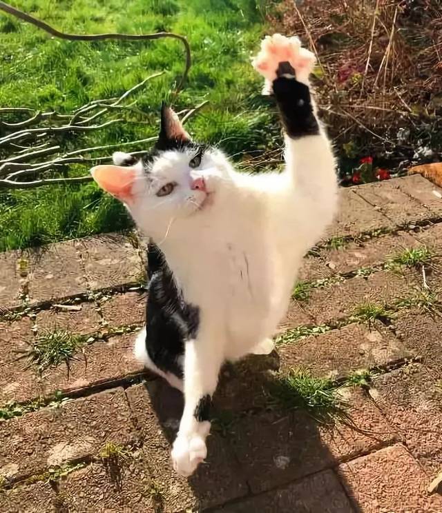 燕尾服猫,又称黑白猫,警长猫.