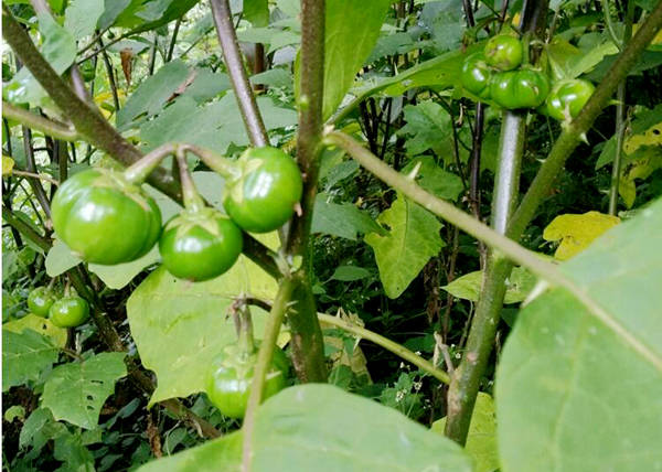 食材分享很多人都不喜欢的苦子果云南人却非常喜欢吃尝过吗