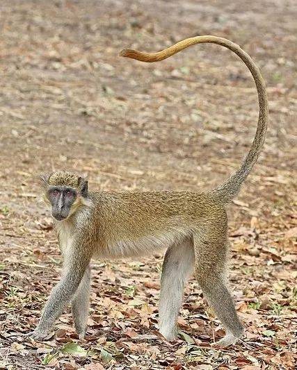 长着蓝蛋蛋的猴子,或许是战胜艾滋的关键