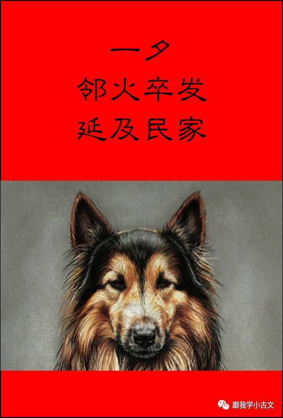 小古文诵读|义犬救主(100-44)_手机搜狐网