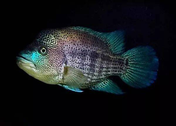 每日一鱼 | 道氏火口,性情异常凶猛彪悍的中美慈鲷!