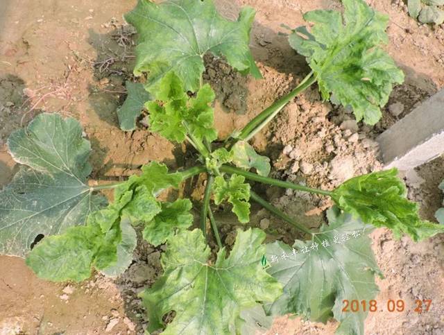 西葫芦花叶黄叶,缩头不长,怎么办?