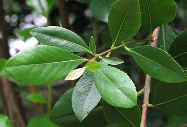 你以为你喝的是茶,其实是毒品!小心这个像茶叶的"草"