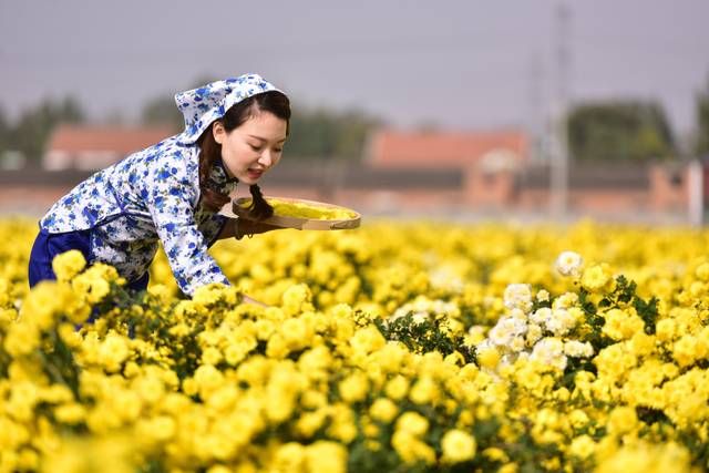 《舌尖上的河南老家味道》之修武县冰菊小镇:不是花中偏爱菊,此花开尽