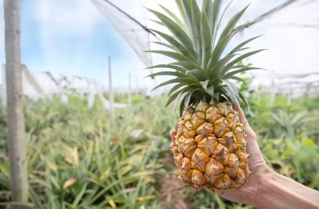 9元玩一天!清远300亩凤梨,葡萄熟了,香甜多汁!来摘就送.