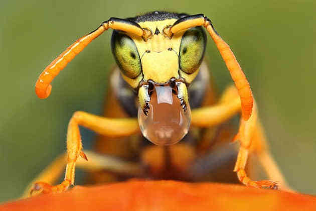 世界真奇妙;精选一组令人大开眼界的超微距摄影照片