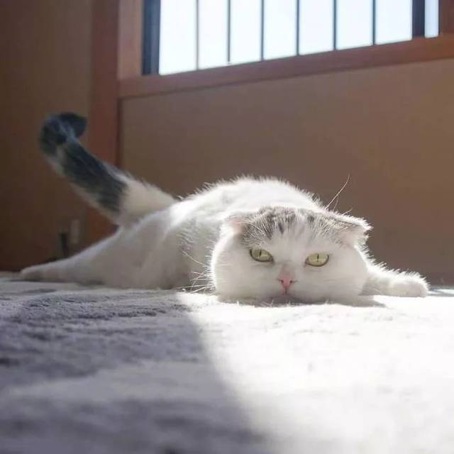 线上领养 | 啦啦啦啦啦啦啦我是一只小废喵~