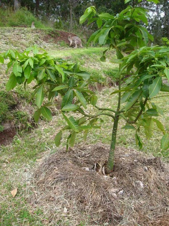 发财树种植方法全过程(发财树种植方法全过程观察感受)