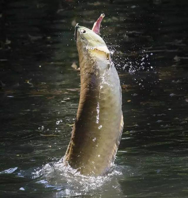 食在龙江之东极抚远鲜