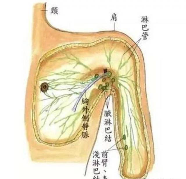 腋窝淋巴在哪个位置图图片