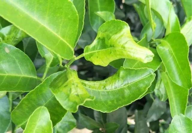 氟啶胺一不小心就出现药害 还有很多朋友说,氟啶胺杀螨特别好,但是