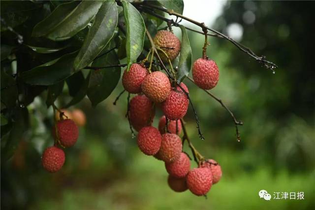江津石蟆天气预报预报