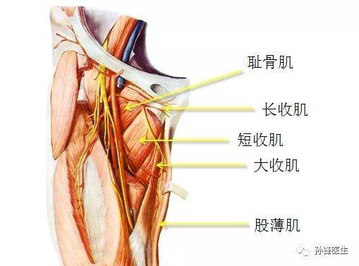 大腿根部内侧结构图图片