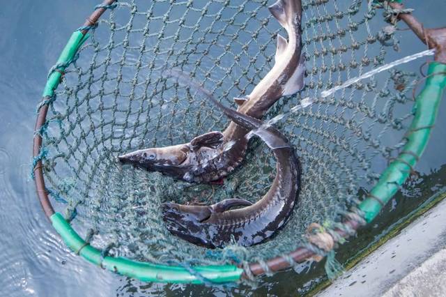 冶河游玩过后,我们前往井陉鱼业示范区,体验捞鲟鱼的乐趣.