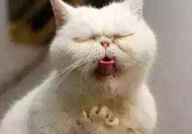 【涨知识】猫咪最讨厌什么味道?